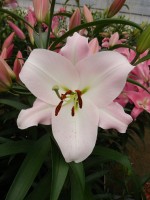 [5157 Revelation No01.JPG]